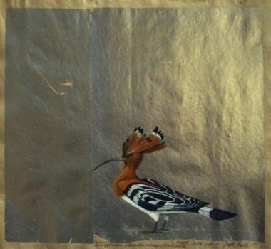 Der Wiedehopf / The hopoe